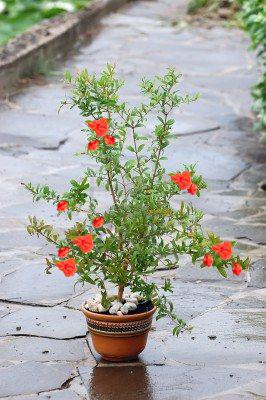 planter un grenadier en pot